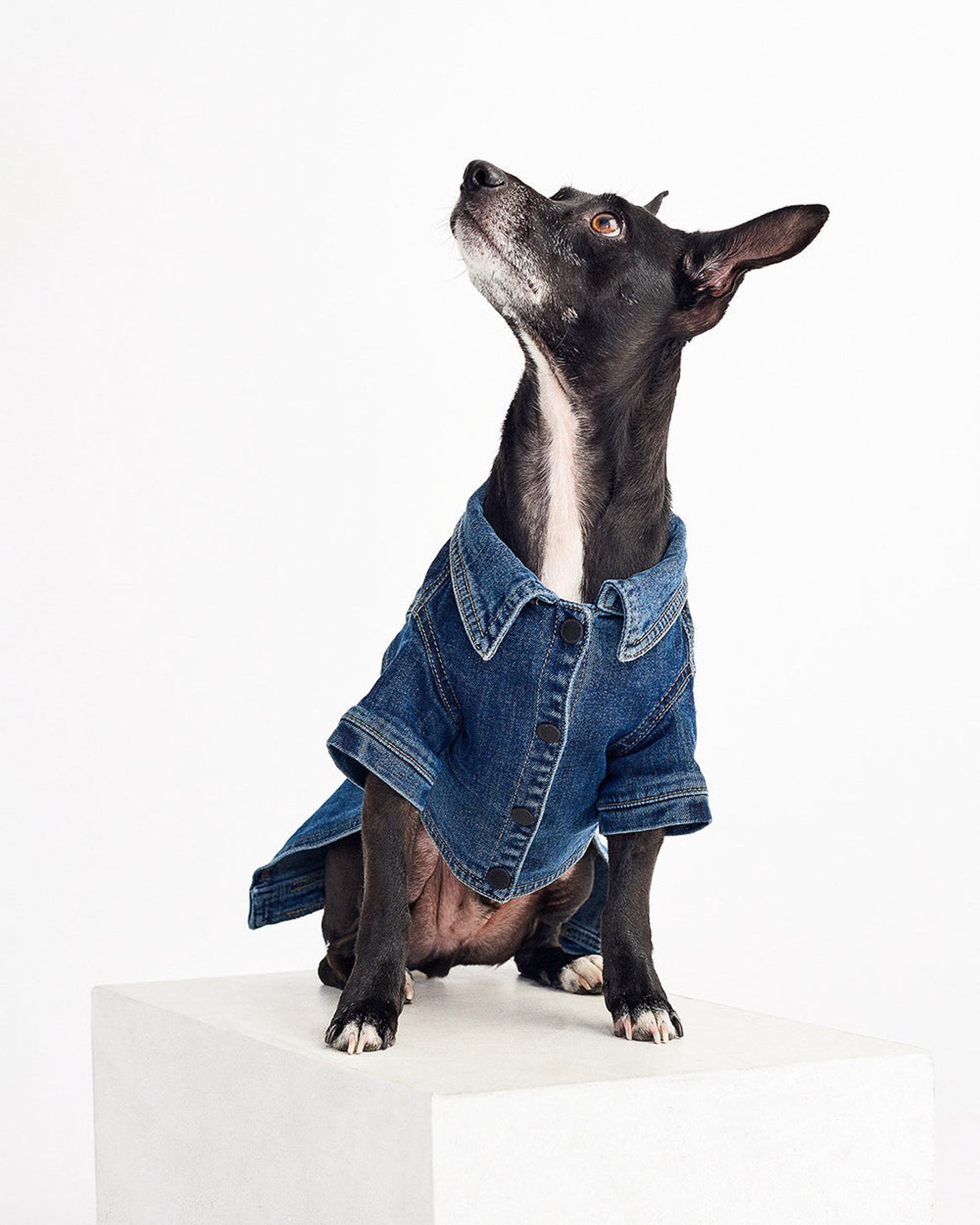 Fido Canine Denim Trucker Jacket